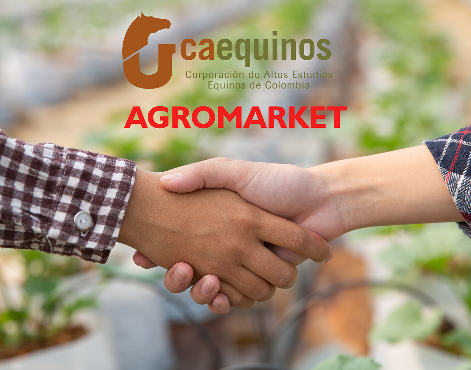 CAEQUINOS LLEGA A ACUERDO COMERCIAL CON  AGROMARKET OUTLET