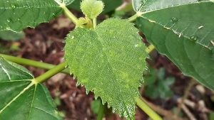 la-pringamosa-la-planta-que-pica-pero-tambi-n-sana-y-protege-tu-finca