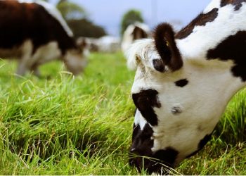 Inseminación artificial bovina ayudaría a pequeños productores