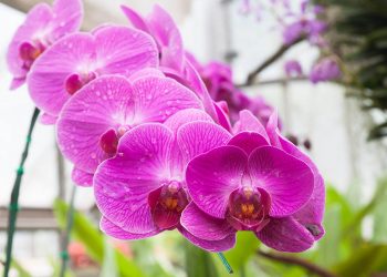 Beautiful orchid, phalaenopsis in the glass house